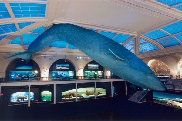 american-museum-of-natural-history-pass-c3