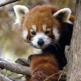 Zoo de Central Park à New York : billet d'entrée