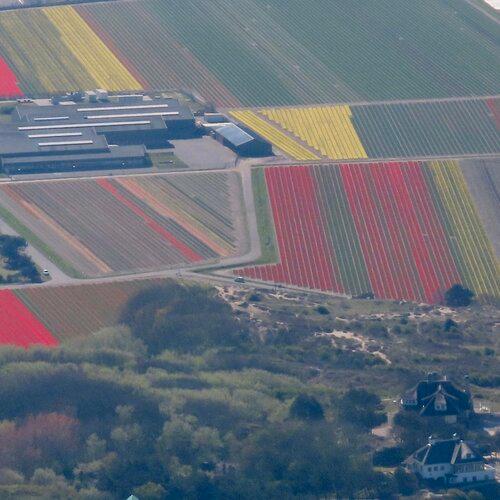 778- les champs de fleurs neerlandais pres Keukenhof.