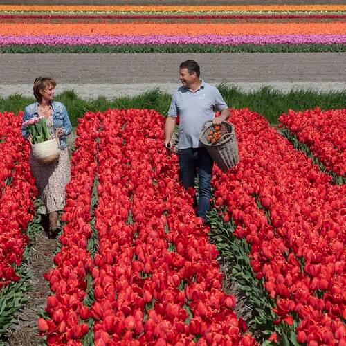 778- Visite guidee Keukenhof depuis Amsterdam