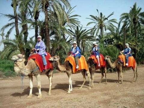 Palmeraie de Marrakech : tour en quad et balade à dos de chameau